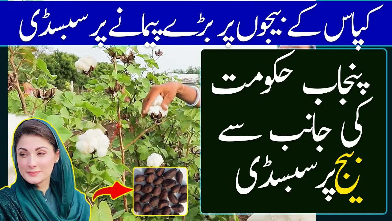 Subsidy on Cotton Seeds